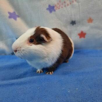 Rescue Guinea Pig Guinea Pigs for Adoption in Montclair, California - Ivar | PetCurious
